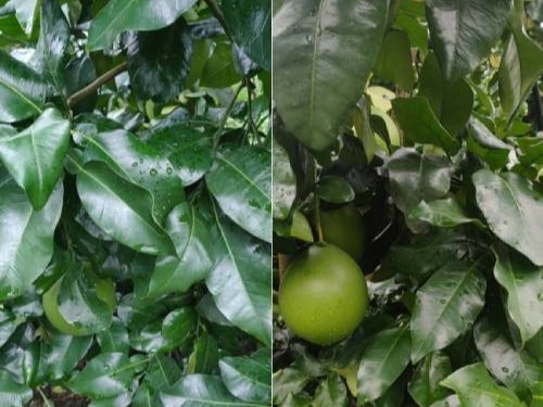 种植柚子用什么肥效果好？