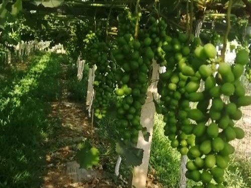 种植葡萄用什么肥效果好、产量高?