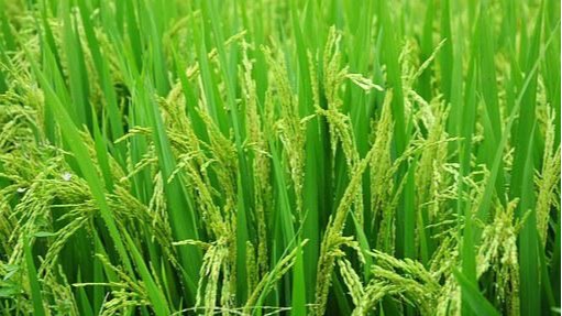 水稻发生旱青立病怎么办？