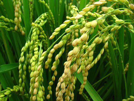 种植水稻使用喜锐施水溶肥长势好