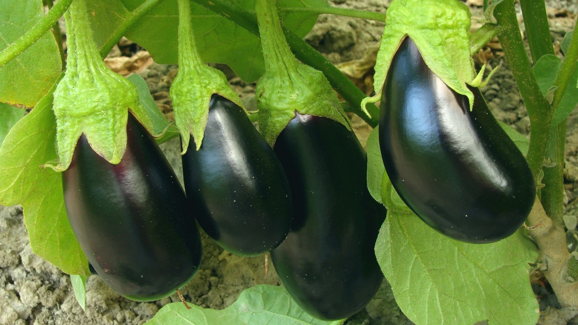 茄子喷施叶面​肥有哪些好处？