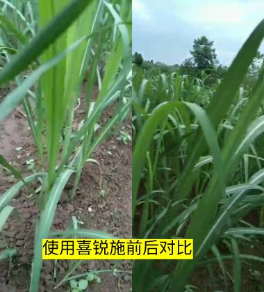 使用喜锐施前后对比
