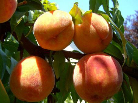 使用喜锐施水溶肥种植的桃树效果