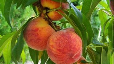 种植水蜜桃如何施肥效果好？水蜜桃怎么管理更高产？