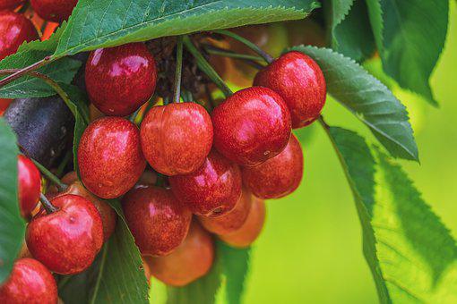 使用喜锐施叶面肥种植的樱桃效果