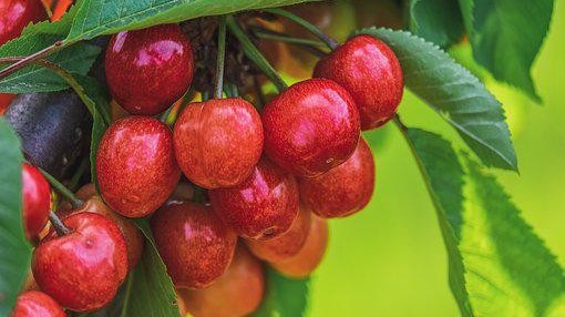 种植樱桃使用喜锐施水溶肥的效果