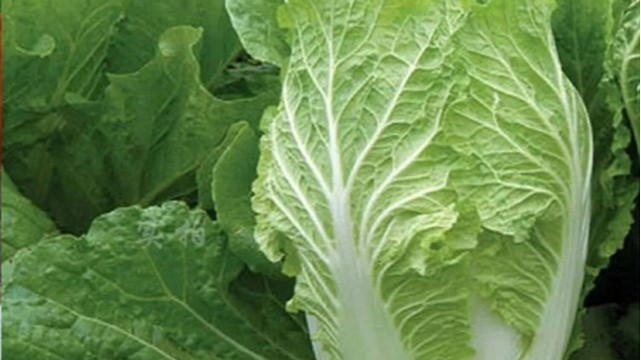 水溶性​肥料如何施用？