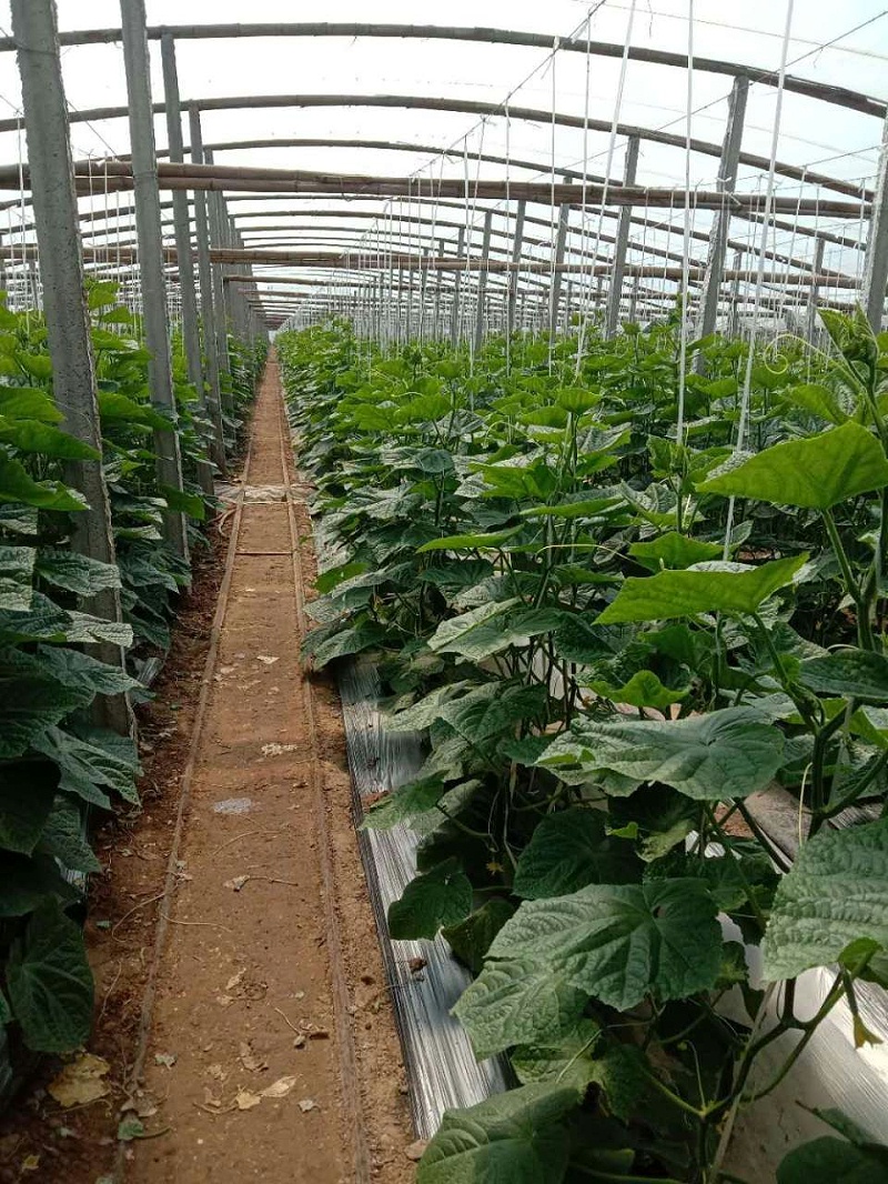 使用喜锐施肥料效果好、长势旺