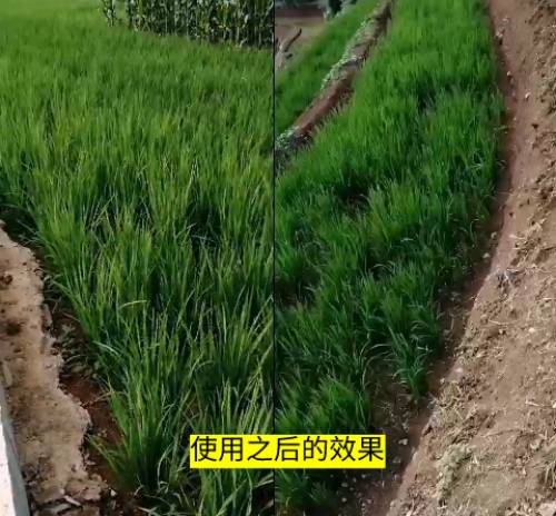 使用后长势好、效果好