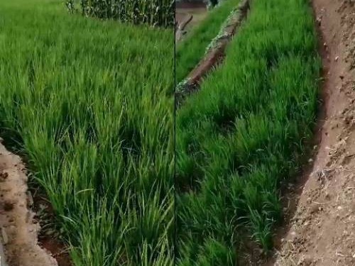 种植水稻长势好