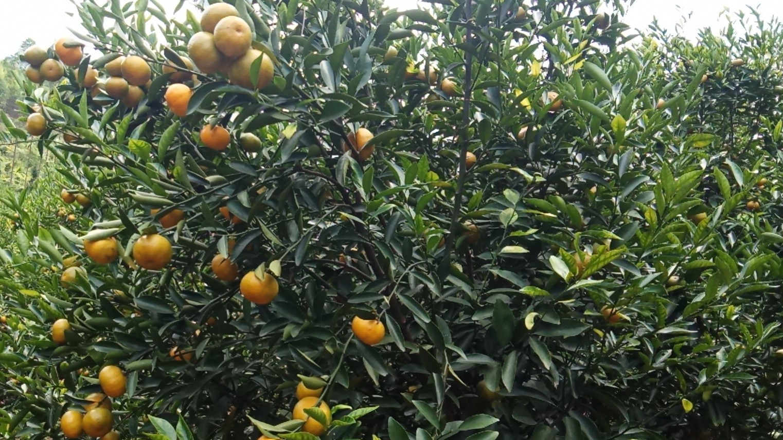 种植柑橘使用喜锐施微生物菌剂效果好