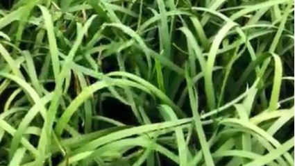 韭菜用什​么肥料长势好？