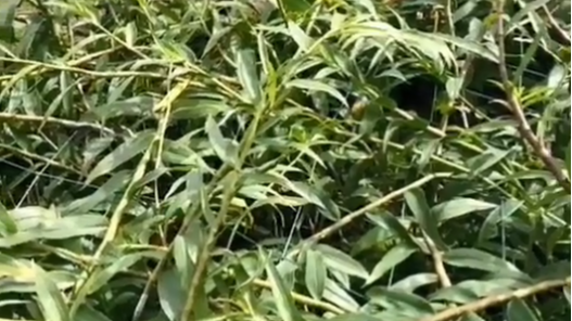 石斛能用土种植​吗？如何施肥呢？