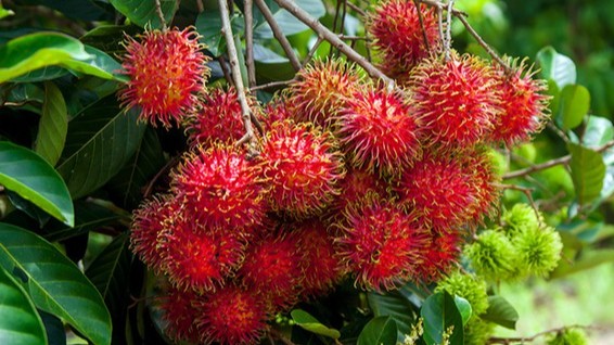 红毛丹如何种植更高产？