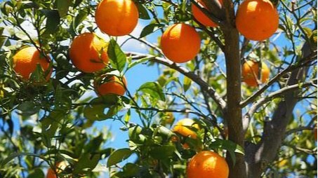 夏季高温天气如何正确施肥？