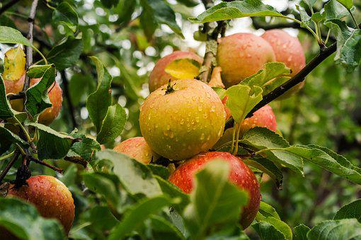 苹果树使用喜锐施叶面肥效果好