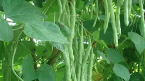 如何防治菜豆花叶病？