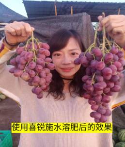 使用喜锐施水溶肥后的效果