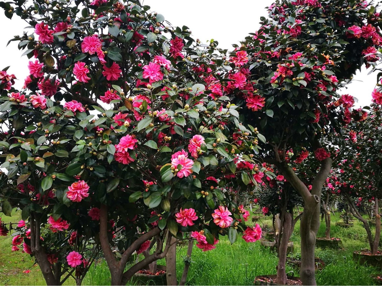 茶花烂根怎​么办？