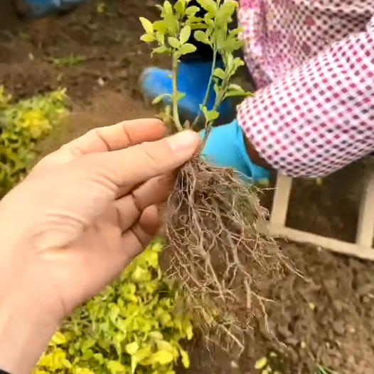 苗木使用喜锐施水溶肥长势好