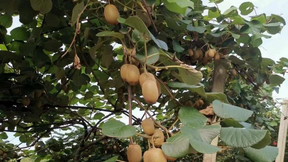 种植猕猴桃使用喜锐施叶面肥效果好、结果多