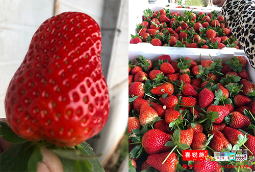 草莓膨果转色选什么牌子水溶肥好,喜锐施水溶肥