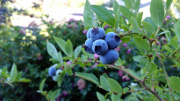 种植蓝莓使用喜锐施水溶肥的效果
