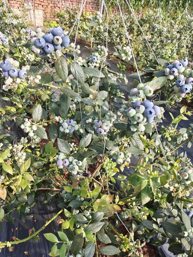 种植蓝莓使用喜锐施水溶肥的效果