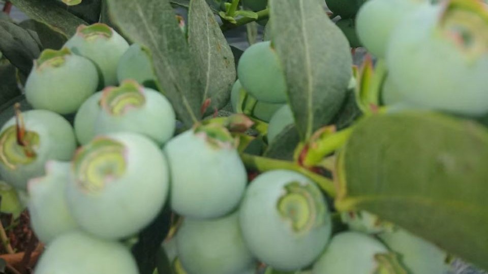 种植蓝莓使用喜锐施微生物菌剂的效果