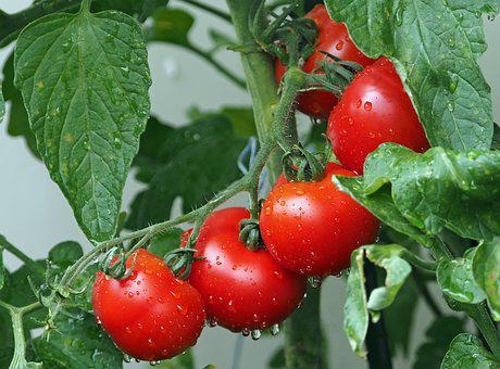 种植西红柿时使用喜锐施叶面肥的效果