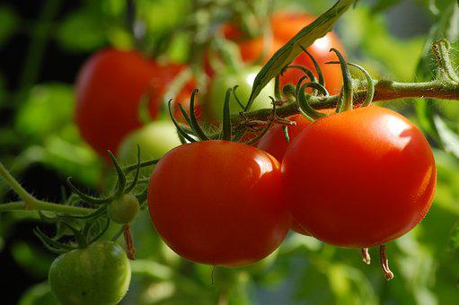 种植西红柿时使用喜锐施微生物菌剂的效果