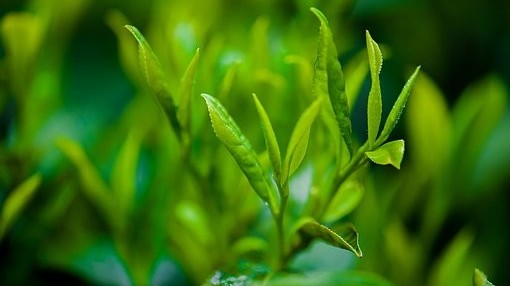 如何预防冬季茶园冻害发生？