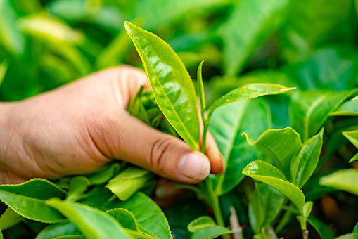 使用喜锐施水溶肥种植的茶叶效果