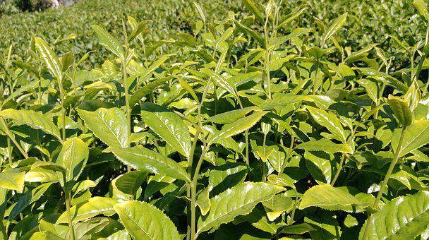 种植茶叶使用喜锐施水溶肥的效果