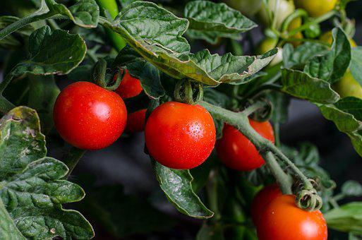 种植番茄使用喜锐施微生物菌剂的长势好