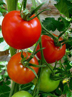 种植番茄使用喜锐施微生物菌肥的效果