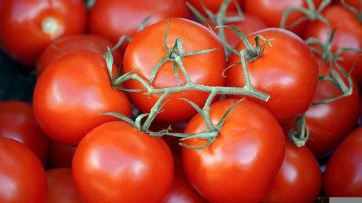 种植番茄使用喜锐施叶面肥效果好