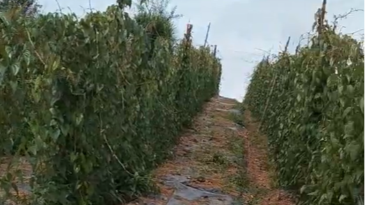 山药的高产种植方法！