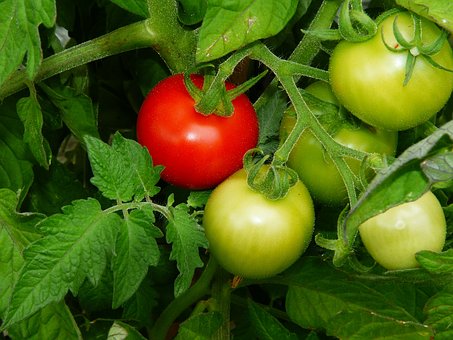 使用喜锐施种植的番茄效果