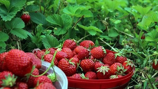 草莓膨果期该如何施肥