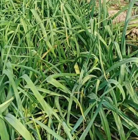 大蒜用喜无线防治线虫效果好