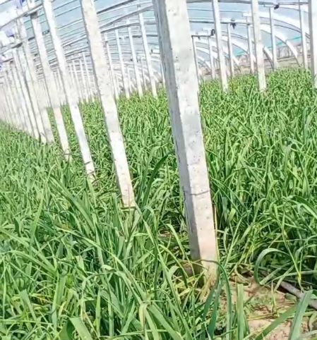 大蒜用喜无线防治线虫效果好