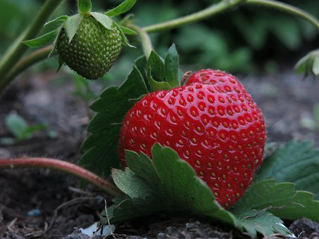 使用喜锐施水溶肥种植的草莓效果