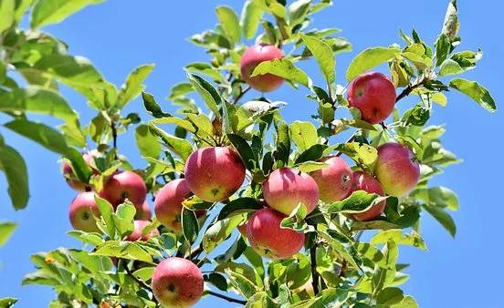苹果使用喜锐施后的效果，喜锐施水溶肥