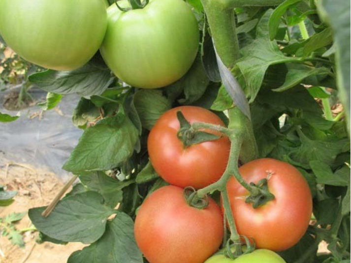 番茄缺钙​怎么用肥预防？