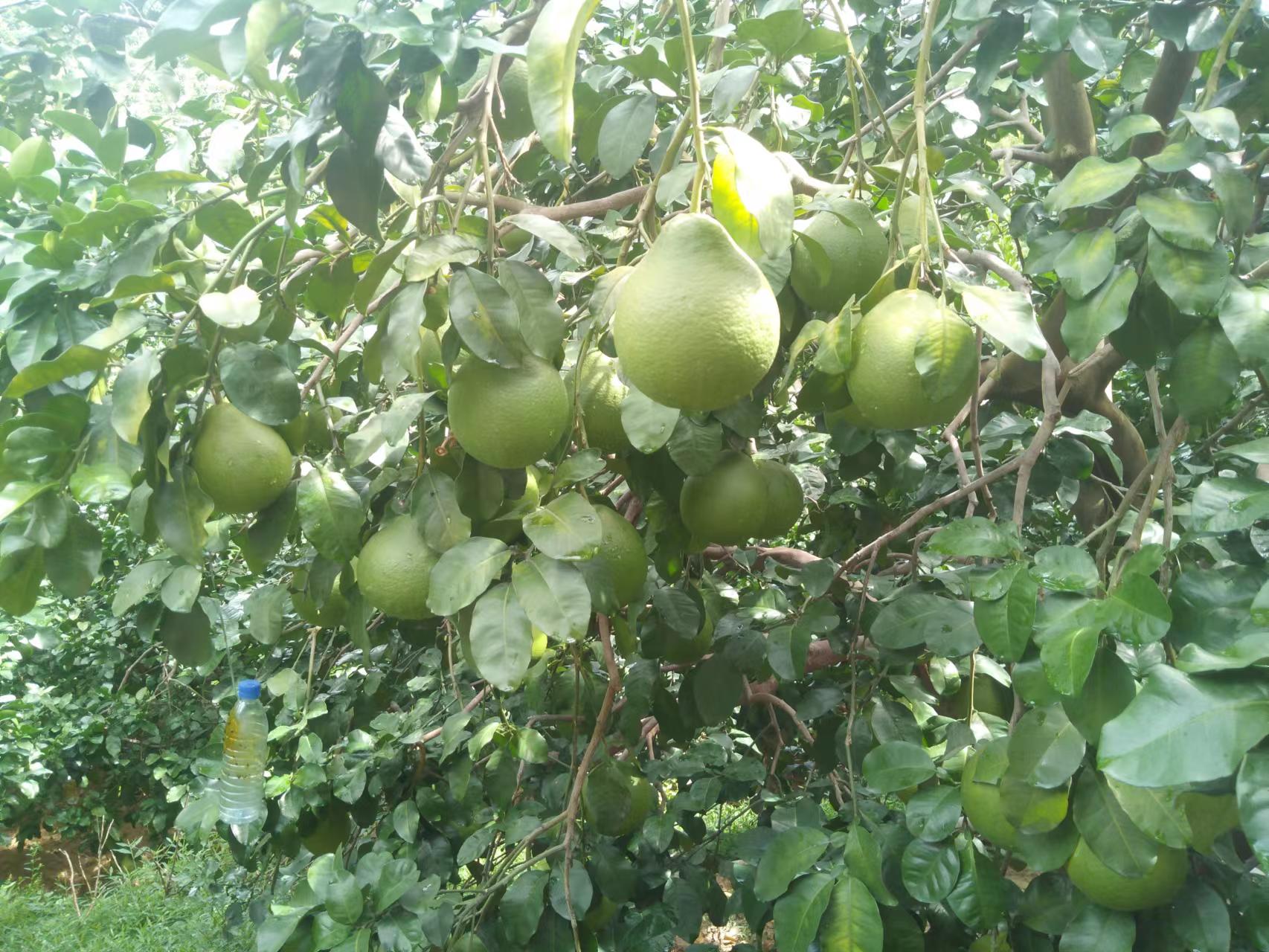 腐植酸对土壤有​哪些功效？